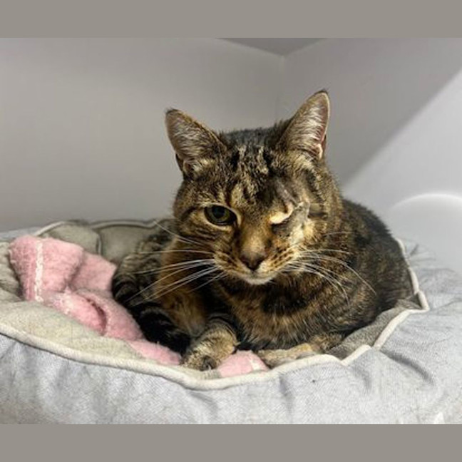 Photo of Beanie