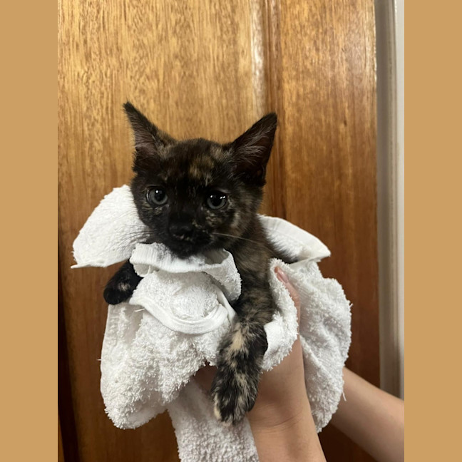 Photo of Cinnamon