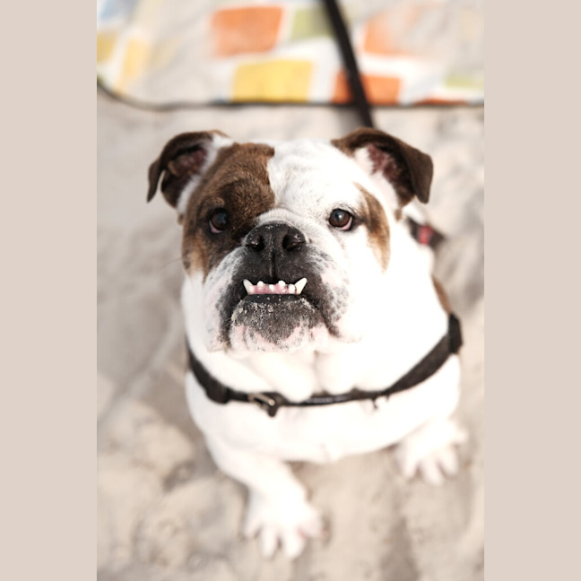 Photo of Gracie
