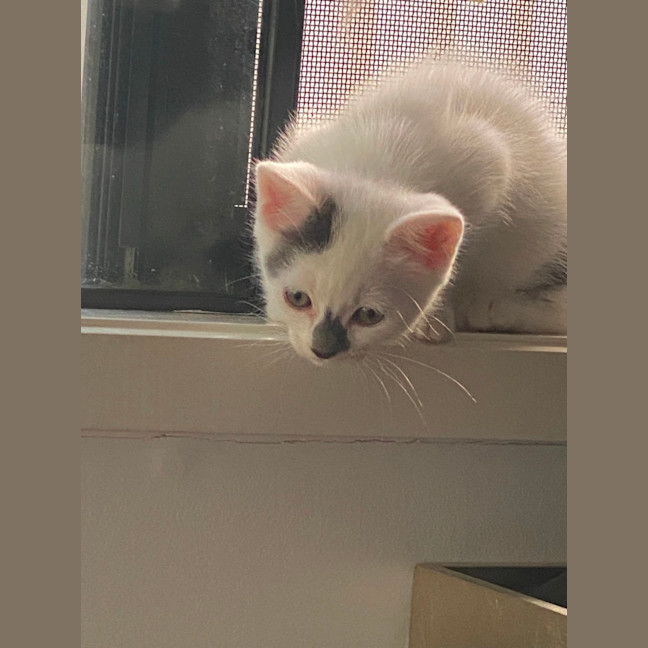 Photo of Smudge❤️