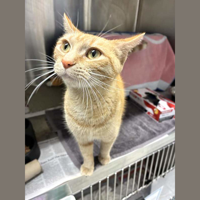 Photo of Honey
