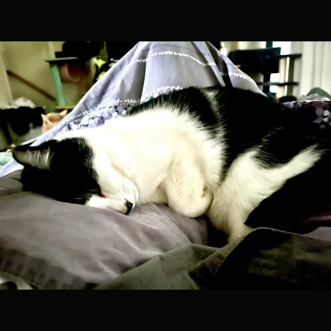 Photo of Owen *9 Lives Project Rescue*