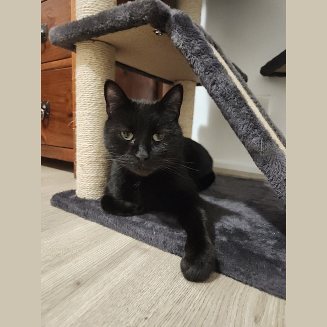 Photo of Puss Puss Mickey