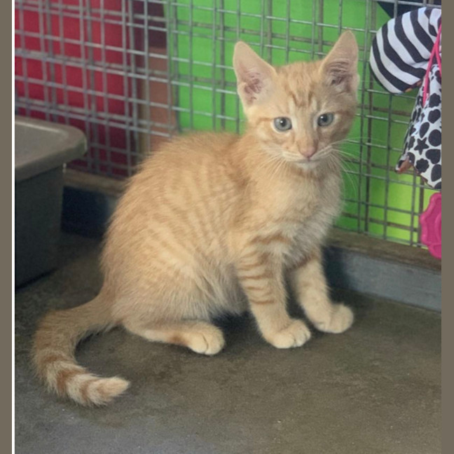 Photo of Cheddar (Ginger)