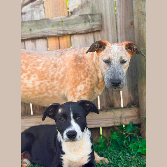 Photo of Ochre