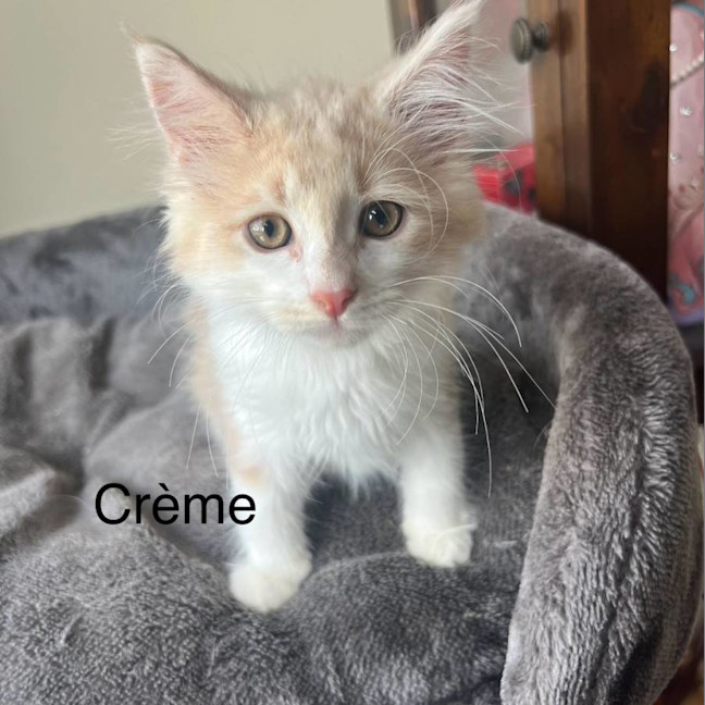 Photo of Creme 