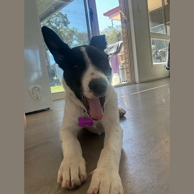 Photo of Bonnie