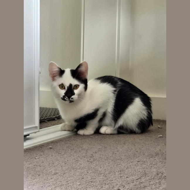 Photo of Sokka   Meet Me @ Petstock Prahran 16 May