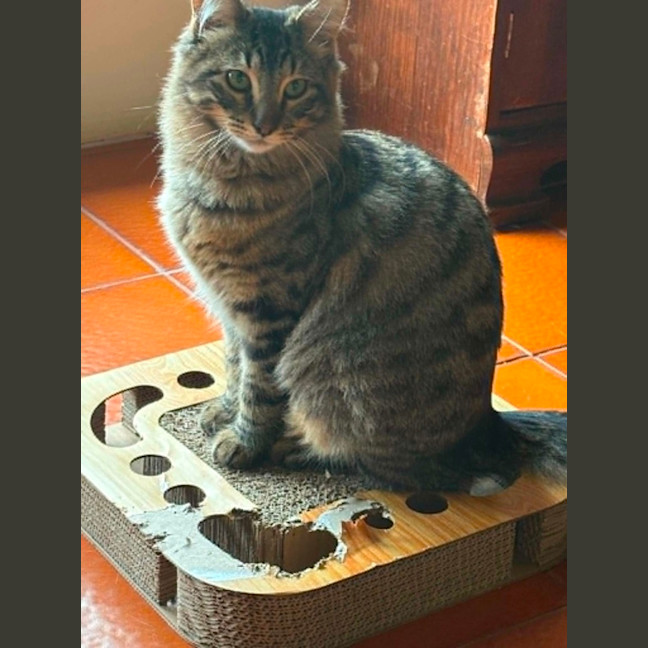 Photo of Heather *9 Lives Project Rescue*