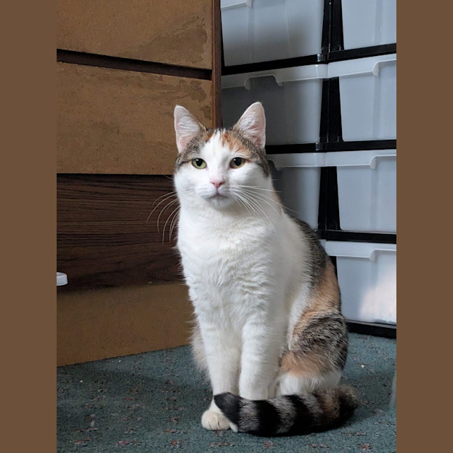 Photo of Snowy