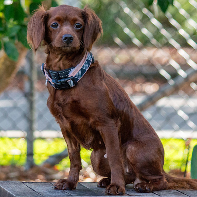 Photo of Maple