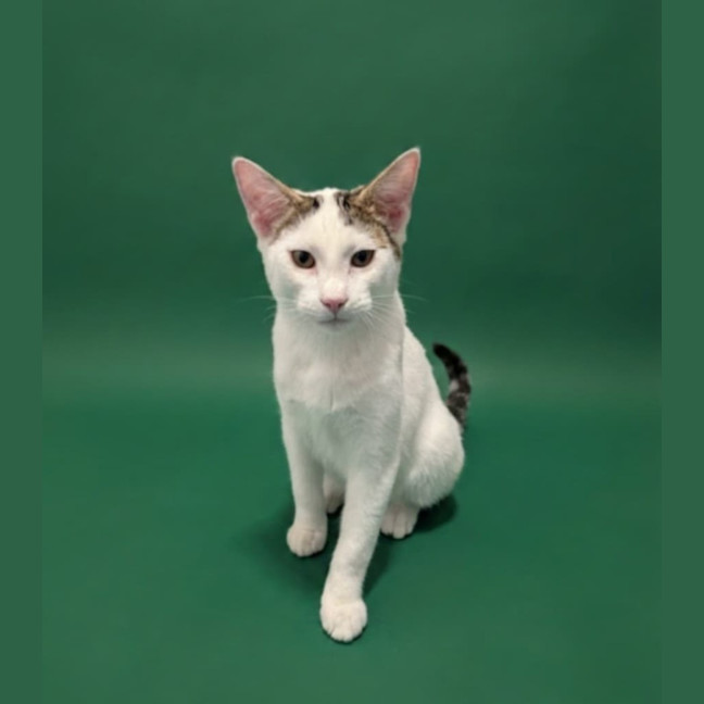 Photo of Cupcake And Friends