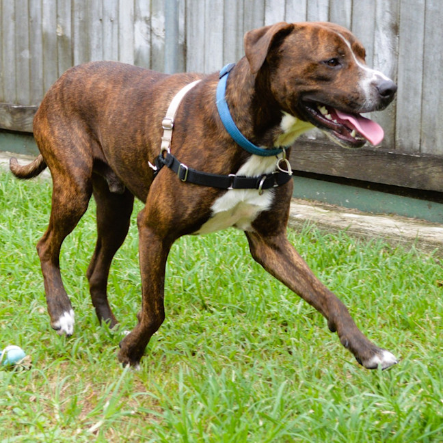 Photo of Moose