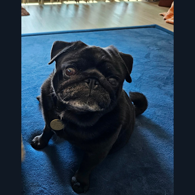 Photo of Dimple & Freckle