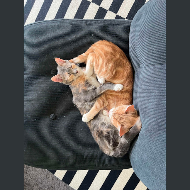 Photo of Purrl & Punchy! 