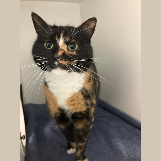 Photo of Toffee