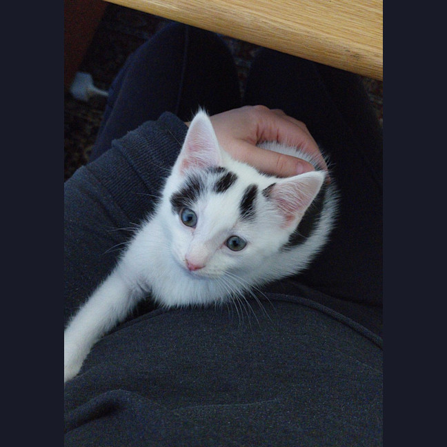 Photo of Oscar