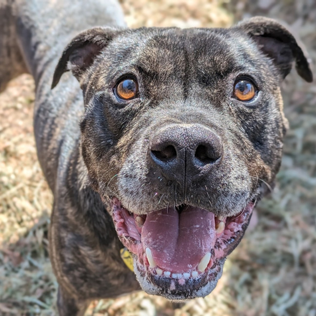Photo of Tonka