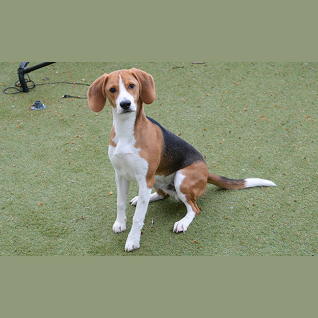 Photo of Bandit