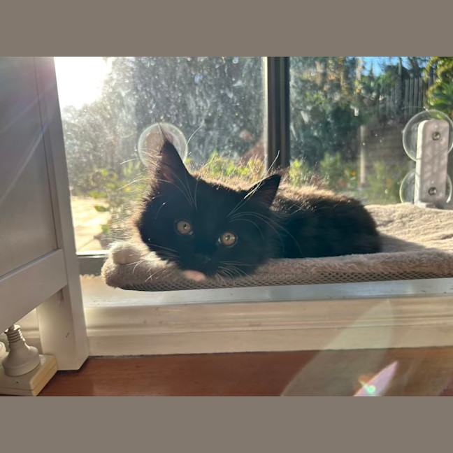 Photo of Theodore   Located In Lower Plenty