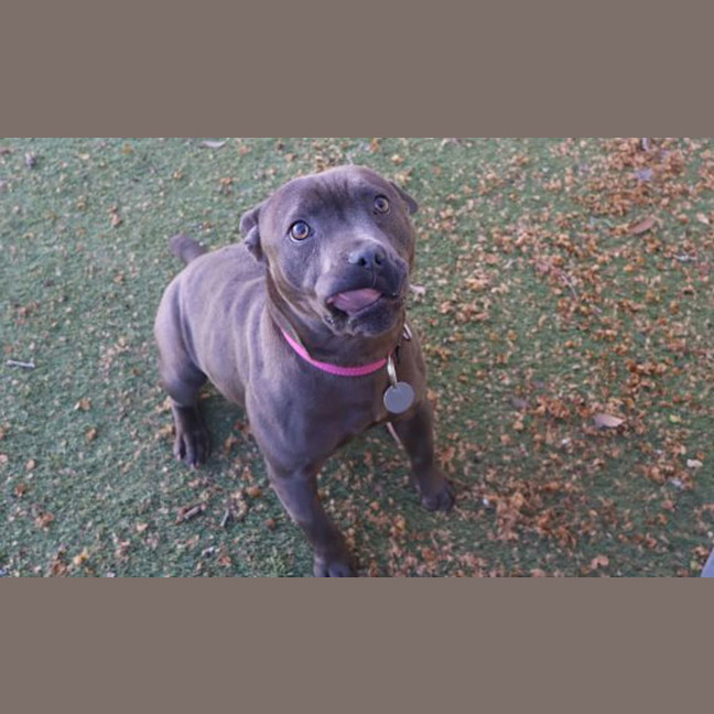 Photo of Staffiny Blue Roo