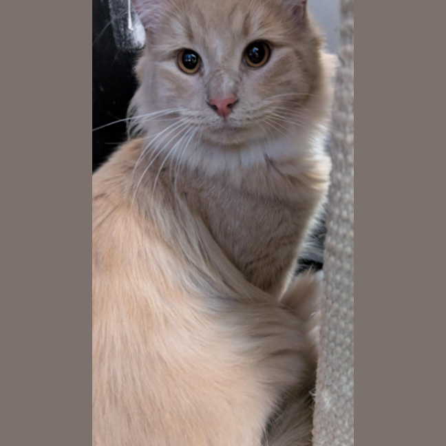 Photo of Crispy Marshmallow 