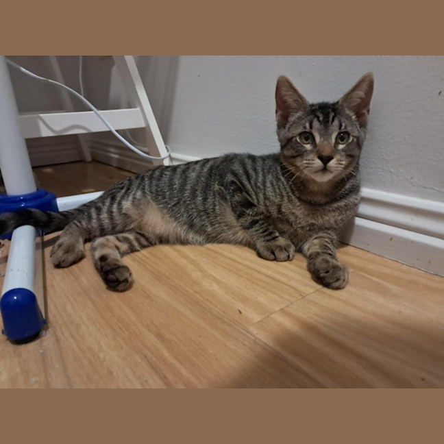 Photo of Milo