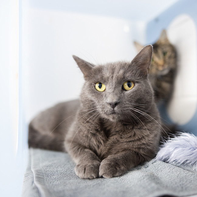 Photo of Woolly