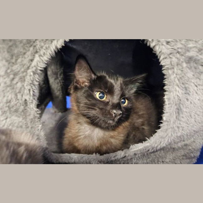 Photo of Opal