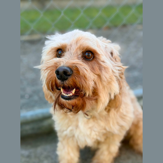 Photo of Bailey
