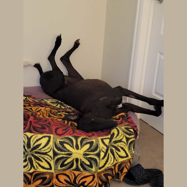 Photo of Scooby, The Greyhound