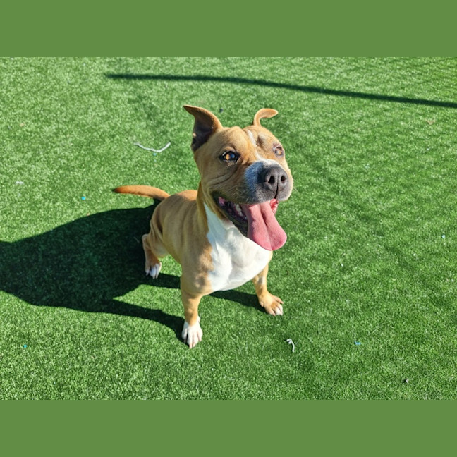 Photo of Pooh Imp 1087