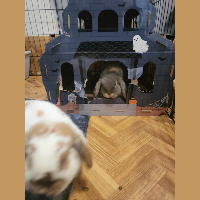 Photo of Bubbles And Squeak