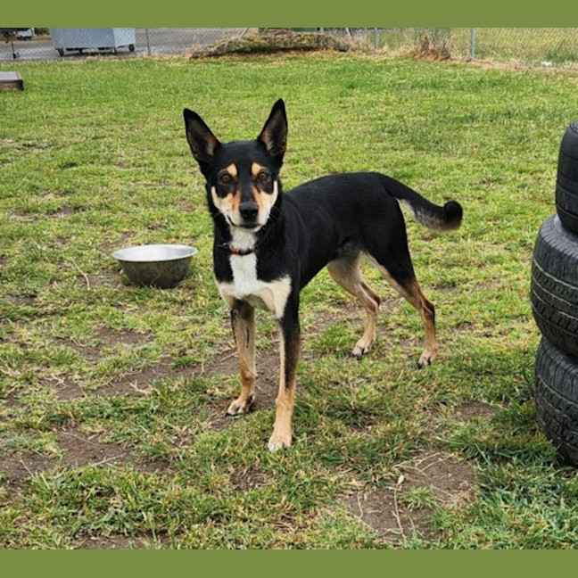 Photo of Princess (67619)