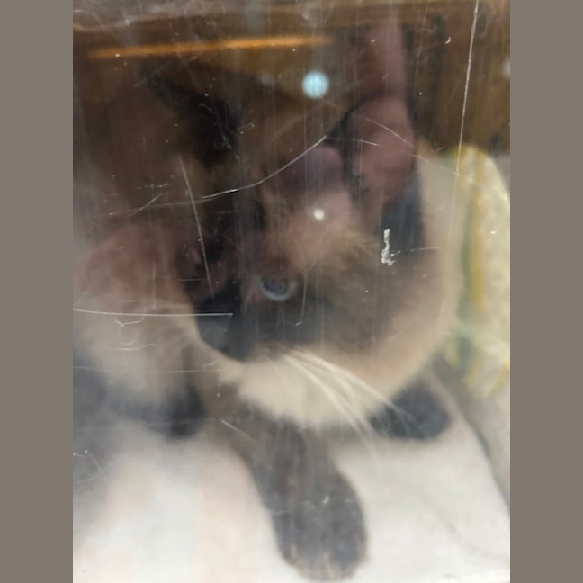 Photo of Furrcules