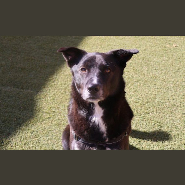 Photo of Koda Boy 