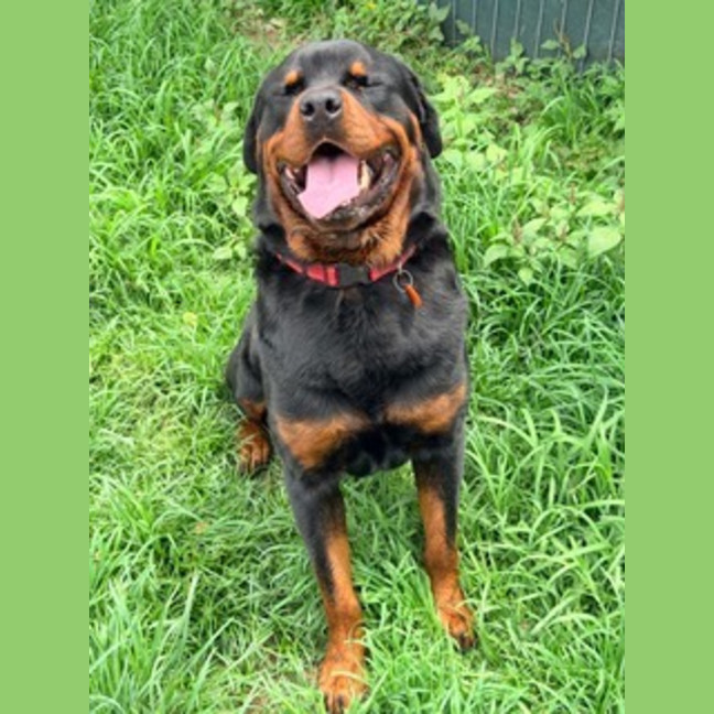 Photo of Shaka
