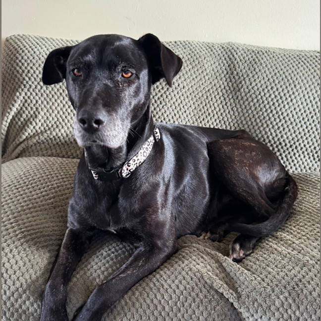 Photo of Lola