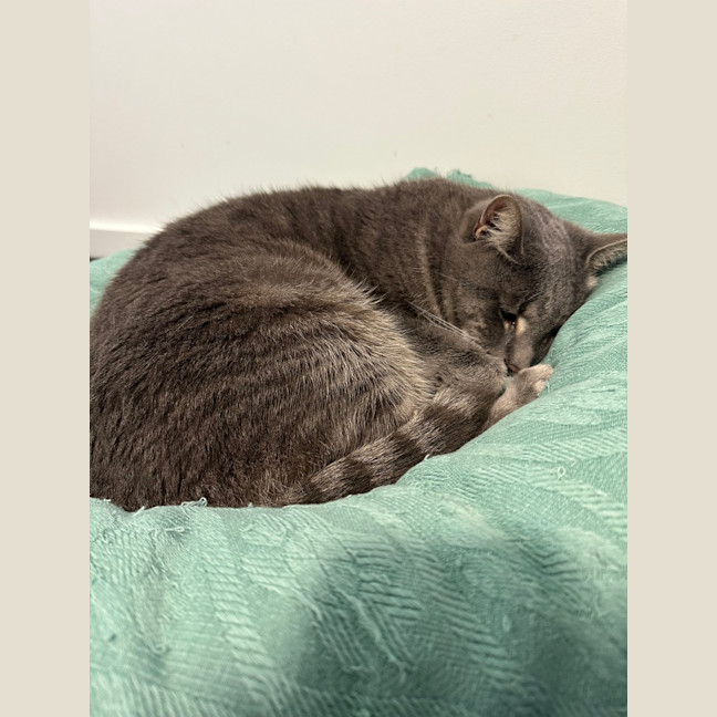 Photo of Donut