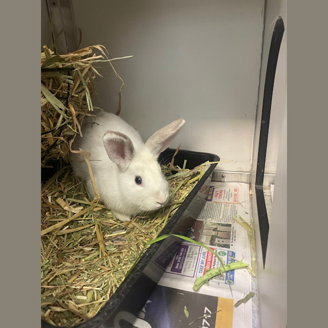 Photo of Marshmallow