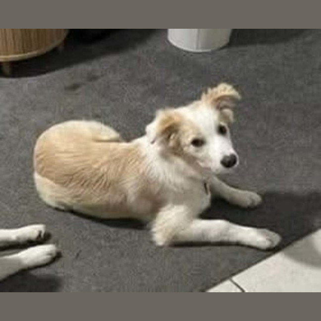Photo of Biscuit