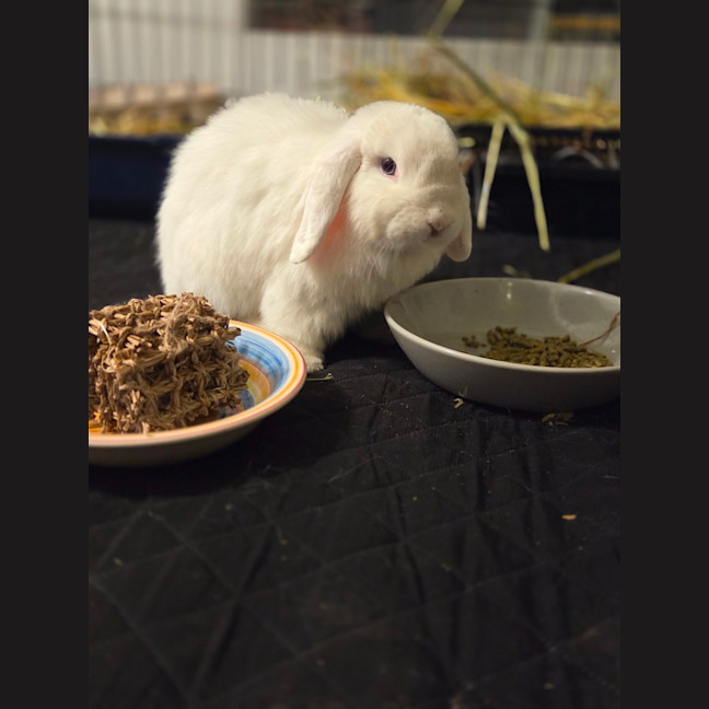 Photo of Adorable Coral 