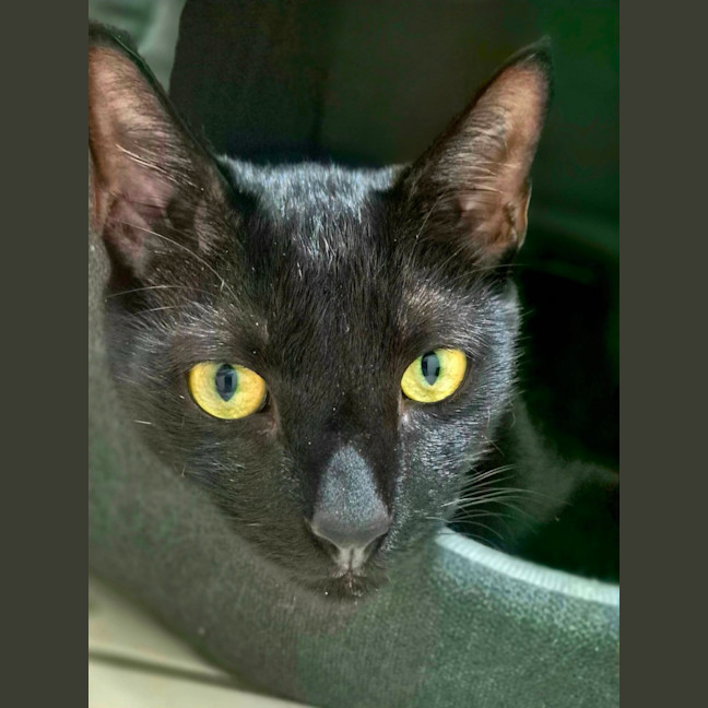 Photo of Anubis & Bastet