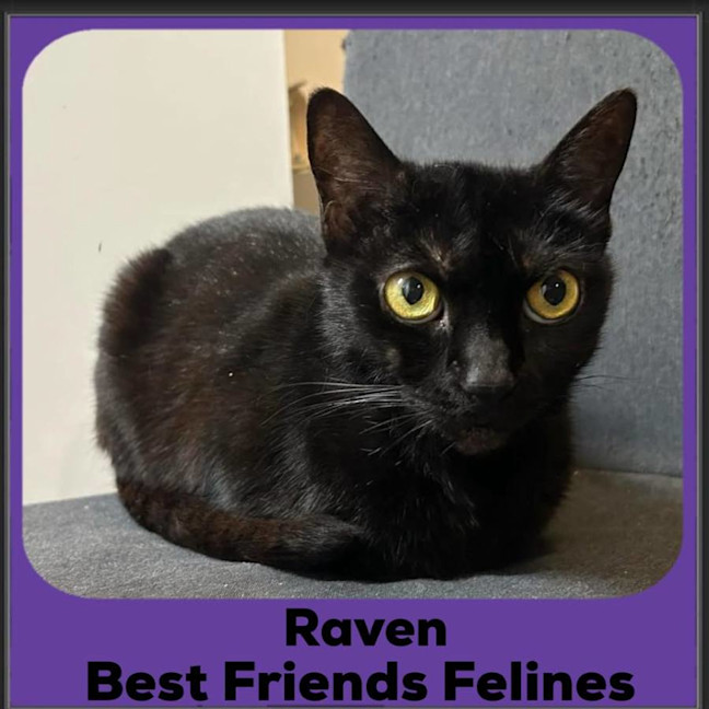 Photo of Raven 