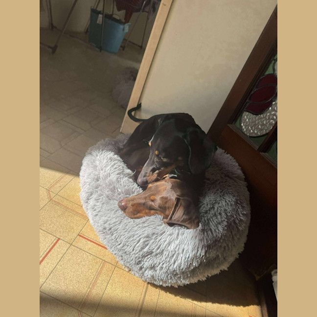 Photo of Remy