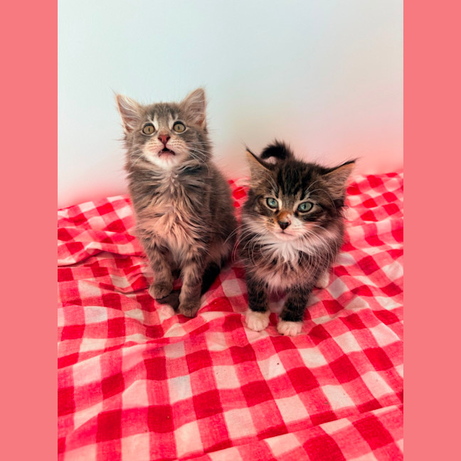 Photo of Darcy & Delilah