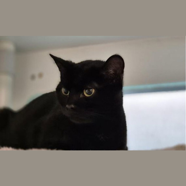 Photo of Bat 