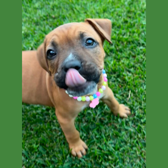 Photo of Sky   9 Week Old American Staffy