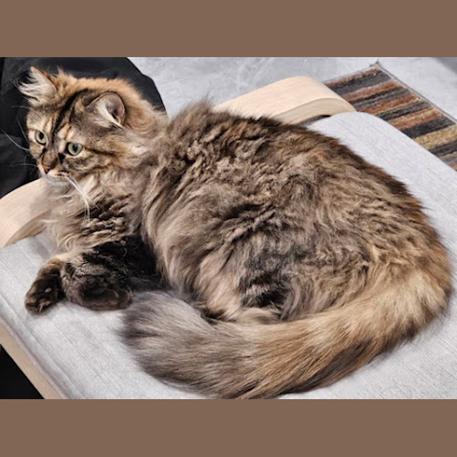 Delilah Female Domestic Longhair Mix Cat in NSW PetRescue