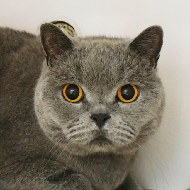 Photo of Aslan Sua014596